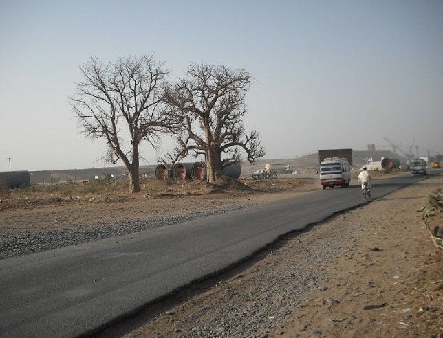 营地外的两棵树