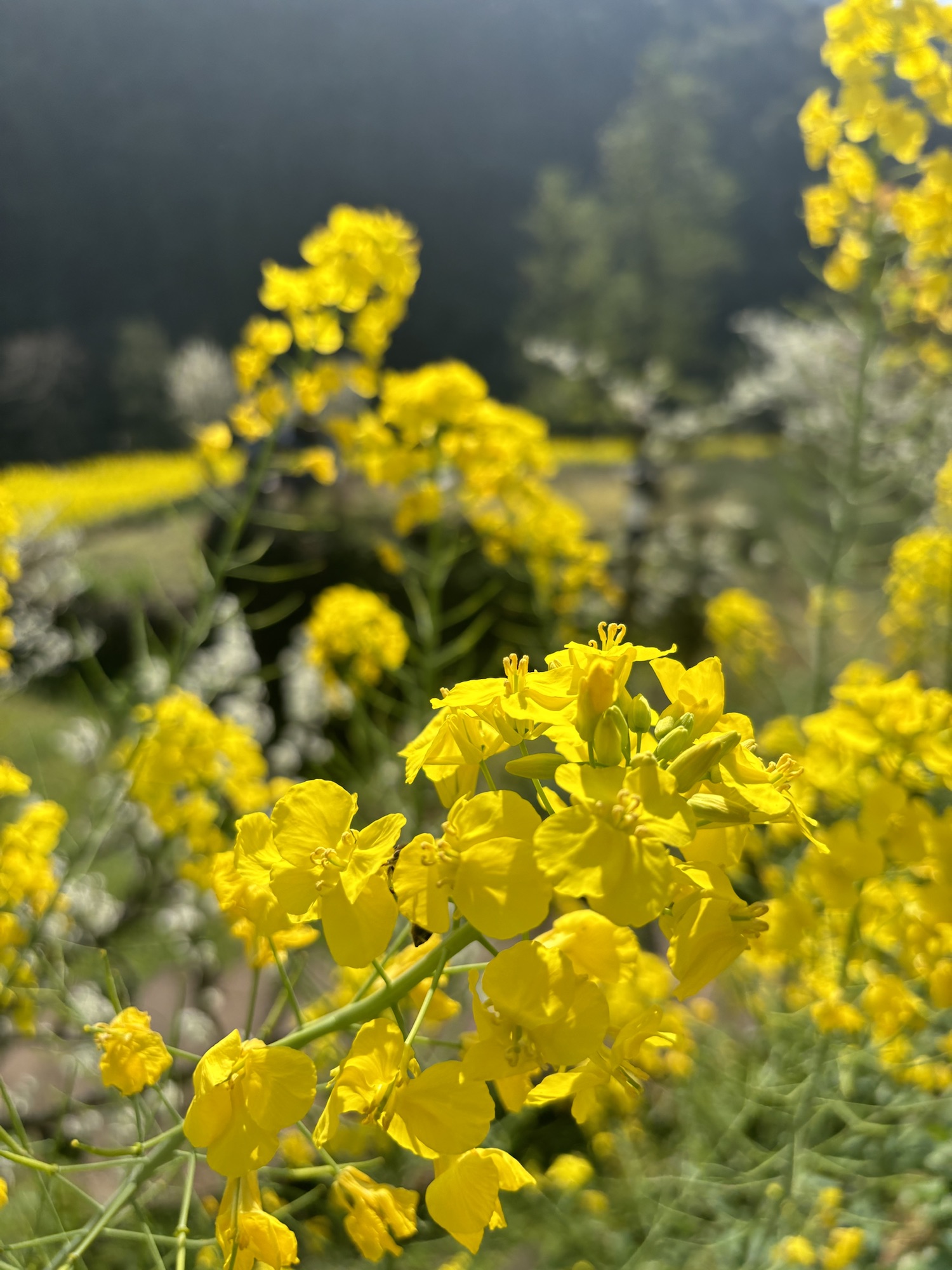 春之韵：踏青赏花记