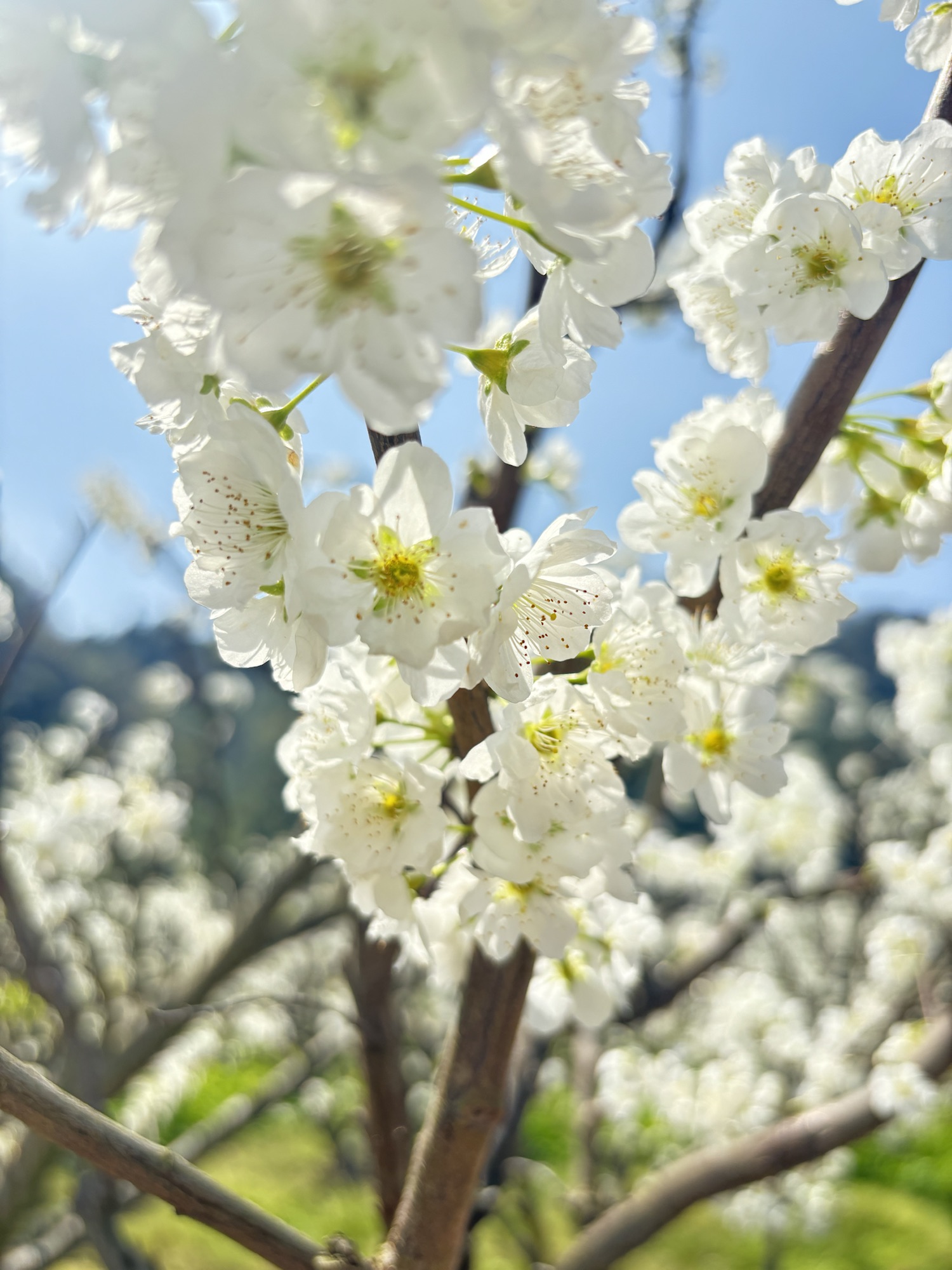 春之韵：踏青赏花记
