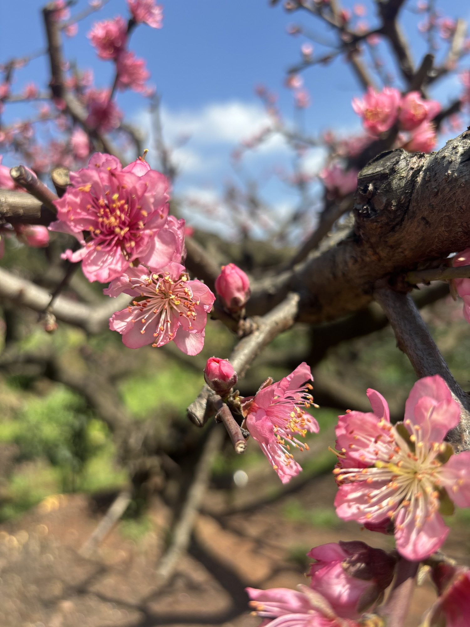 春之韵：踏青赏花记